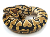 Load image into Gallery viewer, 2021 Female Crypton Het Piebald Ball Python