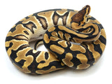 Load image into Gallery viewer, 2021 Female Crypton Het Piebald Ball Python