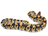 Load image into Gallery viewer, 2021 Female Crypton Het Pied Ball Python