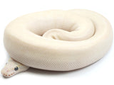 Load image into Gallery viewer, 2021 Female Crystal Crazy (Hidden Gene Woma Enchi Pinstripe Yellowbelly) Ball Python