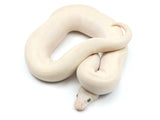 Load image into Gallery viewer, 2021 Female Crystal Crazy (Hidden Gene Woma Enchi Pinstripe Yellowbelly) Ball Python