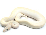 Load image into Gallery viewer, 2021 Female Crystal Crazy (Hidden Gene Woma Enchi Pinstripe Yellowbelly +++)