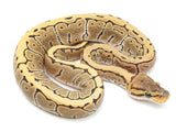 Load image into Gallery viewer, 2021 Female Desert Ghost Pinstripe Ball Python