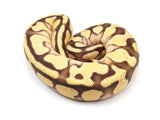 Load image into Gallery viewer, 2021 Female Enchi Bright Brothers Possible Fader Ball Python
