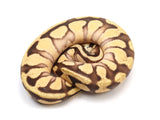 Load image into Gallery viewer, 2021 Female Enchi Bright Brothers Possible Fader Ball Python