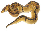 Load image into Gallery viewer, 2021 Female Enchi Clown Possible Het Pied