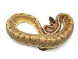 Load image into Gallery viewer, 2021 Female Enchi Hidden Gene Woma Odium Lucifer Ball Python