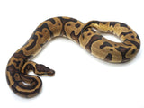 Load image into Gallery viewer, 2021 Female Enchi Leopard Bald Ball Python 