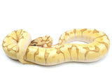 Load image into Gallery viewer, 2021 Female Enchi Lesser Bee Bald Ball Python