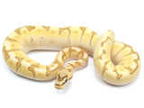 Load image into Gallery viewer, 2021 Female Enchi Lesser Bee Bald Ball Python