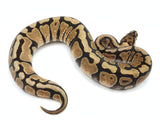 Load image into Gallery viewer, 2021 Female Enchi Spotnose From Orion X Wookie Ball Python