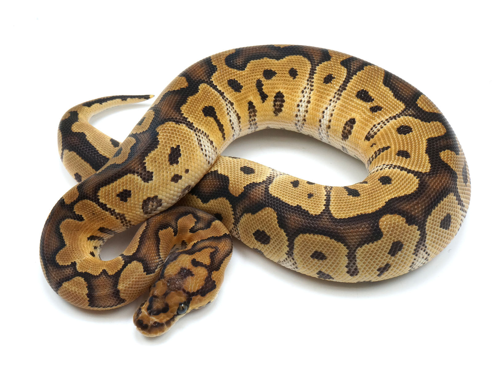 2021 Female Enchi yellowbelly Clown Ball Python. – New England Reptile ...