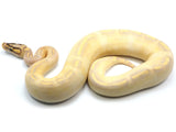 Load image into Gallery viewer, 2021 Female Freeway Pastel Enchi Bald Ball Python - Heart on Head.