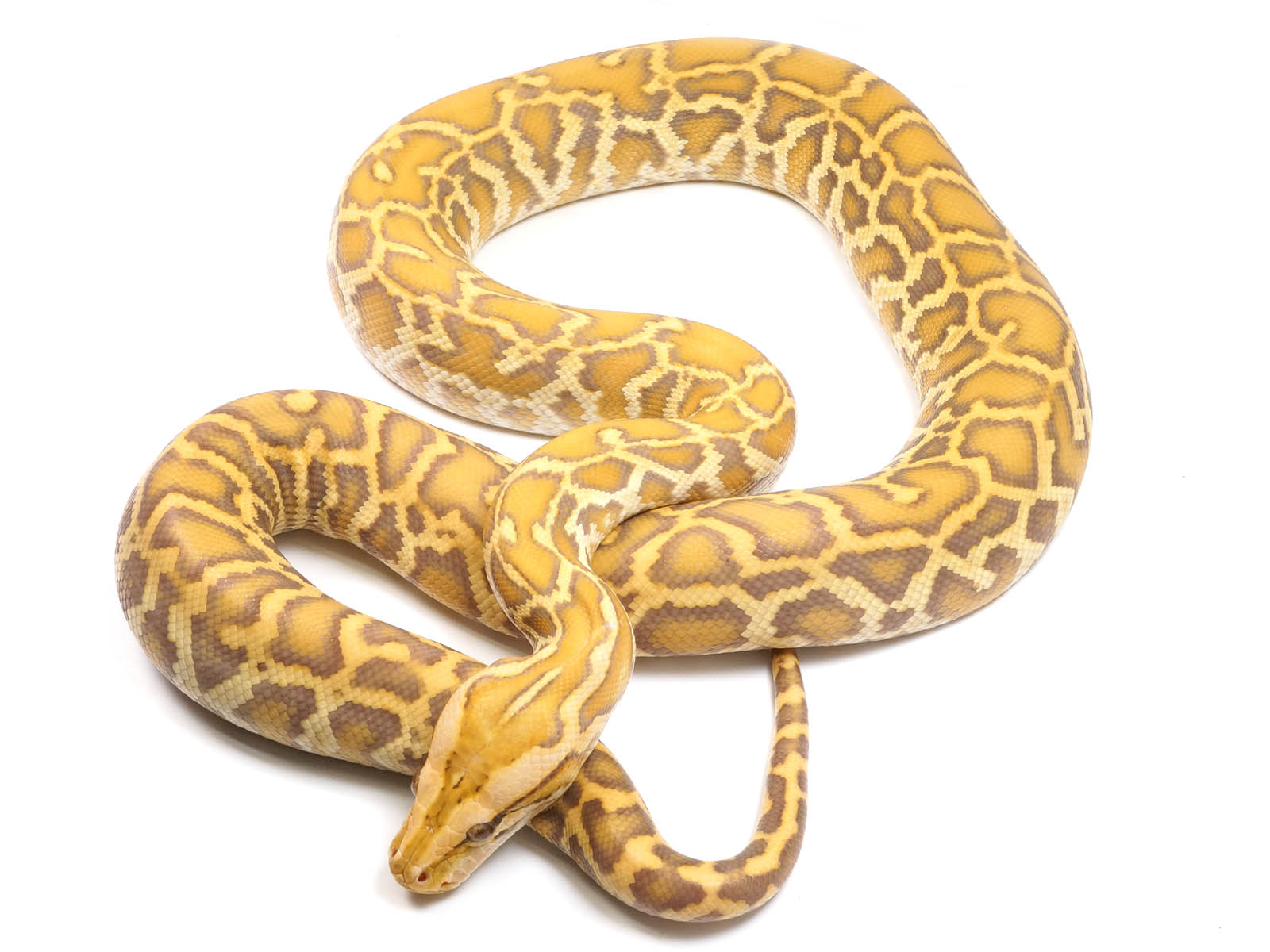 Female Albino Burmese Python