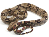 Load image into Gallery viewer, 2021 Female Het Albino Boa Constrictor