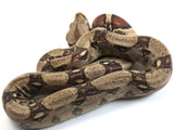 Load image into Gallery viewer, 2021 Female Het Albino Boa Constrictor