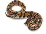Load image into Gallery viewer, 2021 Female Het Clown Ball Python 