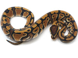 Load image into Gallery viewer, 2021 Female Het Clown Ball Python 