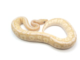 Load image into Gallery viewer, 2021 Female Hidden Gene Woma Coral Glow Possible Het Pied Ball Python 