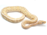 Load image into Gallery viewer, 2021 Female Hidden Gene Woma Coral Glow Possible Het Pied Ball Python 