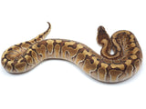 Load image into Gallery viewer, 2021 Female Hidden Gene Woma Enchi Odium Ball Python