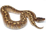 Load image into Gallery viewer, 2021 Female Hidden Gene Woma Enchi Odium Ball Python