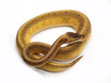 Load image into Gallery viewer, 2021 Female Hidden Gene Woma Enchi Odium Leopard  ++ Ball Python