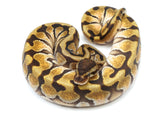 Load image into Gallery viewer, 2021 Female Hidden Gene Woma Enchi + Ball Python