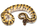 Load image into Gallery viewer, 2021 Female Hidden Gene Woma Enchi + Ball Python