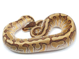 Load image into Gallery viewer, 2021 Female Hidden Gene Woma Granite Enchi Odium + Ball Python