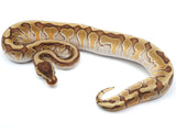 Load image into Gallery viewer, 2021 Female Hidden Gene Woma Granite Enchi Odium + Ball Python