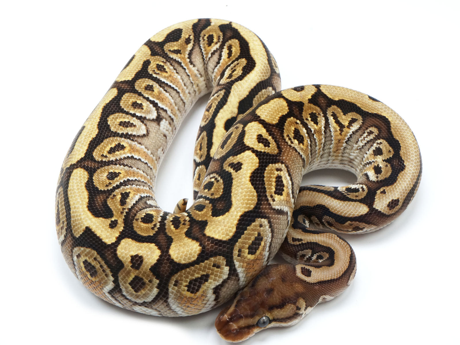 Het Red Axanthic Ball Python