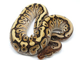 Load image into Gallery viewer, 2021 Female Hidden Gene Woma Granite Odium Ball Python - Special