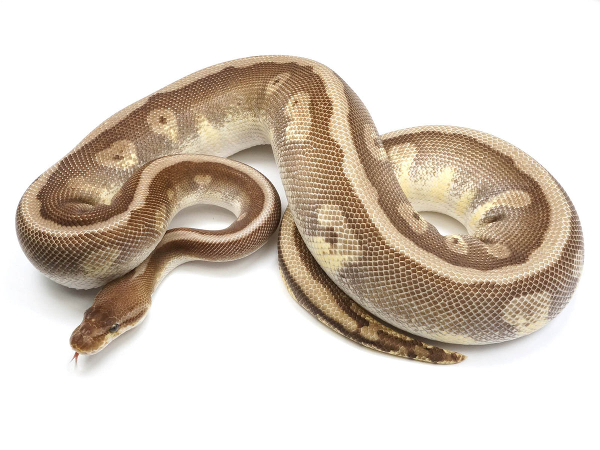 2021 Female Hidden Gene Woma Mojave Odium Ball Python. – New England ...