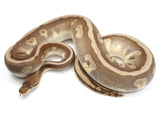 Load image into Gallery viewer, 2021 Female Hidden Gene Woma Mojave Odium Ball Python
