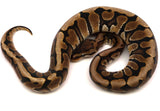 Load image into Gallery viewer, 2021 Female Hidden Gene Woma Yellow belly Granite Fader Ball Python