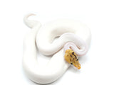 Load image into Gallery viewer, 2021 Female High White Pied Bumble Bee Possible Orange Dream Ball Python
