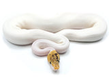 Load image into Gallery viewer, 2021 Female High White Pied Bumble Bee Possible Orange Dream Ball Python