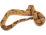 Load image into Gallery viewer, 2021 Female Hypo Jaguar Boa Constrictor