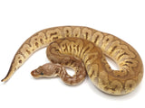 Load image into Gallery viewer, 2021 Female Inferno Clown Possible Het Pied Ball Python