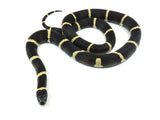 Load image into Gallery viewer, 2021 Female King Duran Gray-banded California King Snake X Honduran Milk Snake