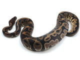 Load image into Gallery viewer, 2021 Female Leopard Het Albino/Candino Possible Het Ghost Ball Python.