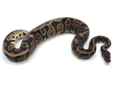 Load image into Gallery viewer, 2021 Female Leopard Het Albino/Candino Possible Het Ghost Ball Python.