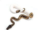 Load image into Gallery viewer, 2021 Female Leopard Pied Ball Python