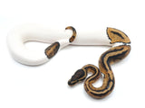 Load image into Gallery viewer, 2021 Female Leopard Pied Ball Python