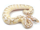 Load image into Gallery viewer, 2021 Female Lesser Bee Mephisto Ball Python