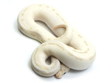 Load image into Gallery viewer, 2021 Female Lesser Enchi Pastel Super Stripe From Orion Lesser Ball Python