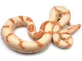 Load image into Gallery viewer, 2021 Female Lipstick Line Albino Sunglow Boa Constrictor - Exceptional