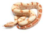 Load image into Gallery viewer, 2021 Female Lipstick Line Albino Sunglow Boa Constrictor - Exceptional