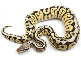 Load image into Gallery viewer, 2021 Female Lucifer Hidden Gene Woma Pastel Spotnose Ball Python